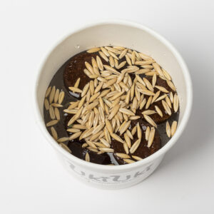 Alternative view of UKIUKI Oat Cat Grass Growing Kit – Organic, Non-GMO, Easy to Grow